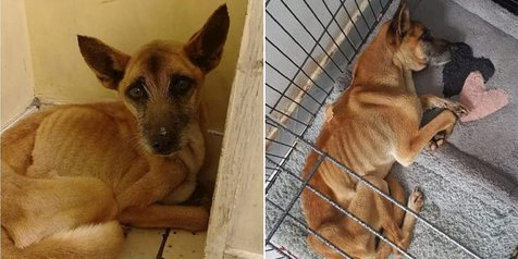 Jasad Majikan  Tinggal Kerangka Anjing  Ini Setia Menunggu 