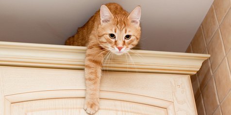 Kenapa Kucing Suka Memanjat Lemari? - Kapanlagi.com