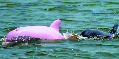 Langka Penemuan Lumba Lumba Warna Pink Ini Bikin Heboh Netizen Kapanlagi Com