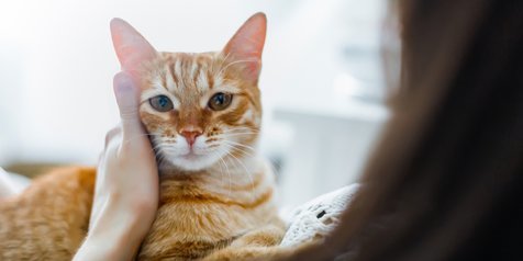 Luangkan Banyak Waktu untuk Cari Nama, Apa Kucing Benar-Benar Bisa 