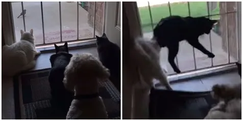 Lucu! Asyik Perhatikan Burung, 3 Kucing Ini Dibikin Kaget Anjing