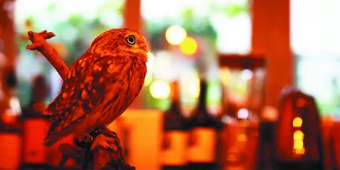 Lucu Persahabatan Burung Hantu Dan Kucing Ini Bikin Kamu Gemes