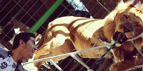 Mengerikan! Singa Ini Serang Pelatihnya, Penonton Teriak Histeris