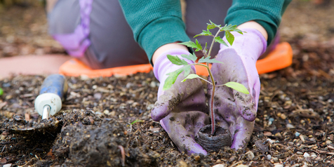 Mengisi Liburan Dengan Berkebun