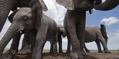 Pekerja Kebun Sawit Meninggal Dengan Tragis, Diduga Diinjak Gajah