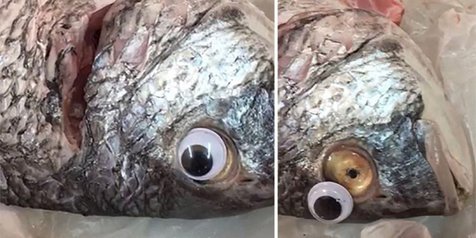 Penjual Ini Menempelkan Mata Palsu ke Ikan Dagangannya Agar Tetap Terlihat Fresh