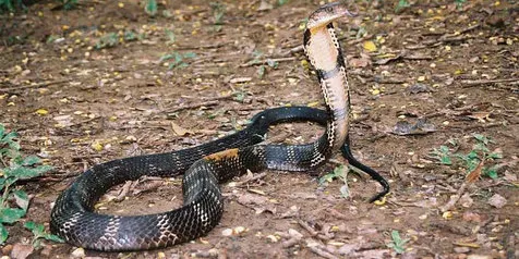 Percaya Reinkarnasi Dari Cewek Cantik, Pria Ini Kawin Sama Ular -  Kapanlagi.com