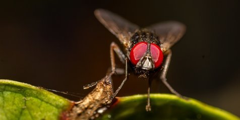 Primbon Lalat Masuk Rumah Malam Hari dan Mitosnya, Waspadai Ada Niat Buruk Mengintai