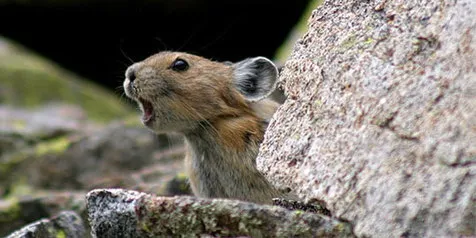 Punya Harmonisasi, Tikus Bisa Bernyanyi