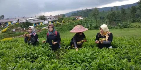 Sariwangi Pailit, Miliki Hutang Triliunan di Sejumlah Bank