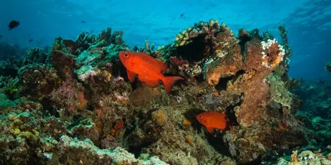 Tampil Beda, Festival Pesona Selat Lembeh 2019 Hadirkan Karnaval di Lautan