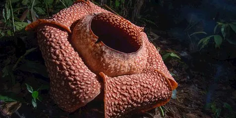 Tampilkan Atraksi Seni Budaya, Festival Bumi Rafflesia 2019 Siap Hadir di Bengkulu