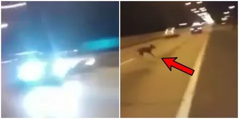 Teleport? Anjing Menyeberang di Antara Mobil Balap Ini Selamat