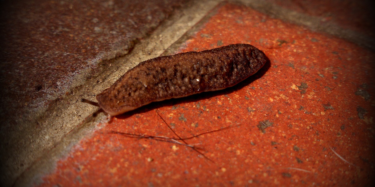 5 Meanings of Dreaming About Being Bitten by a Leech, It Could Be an Important Warning in Life