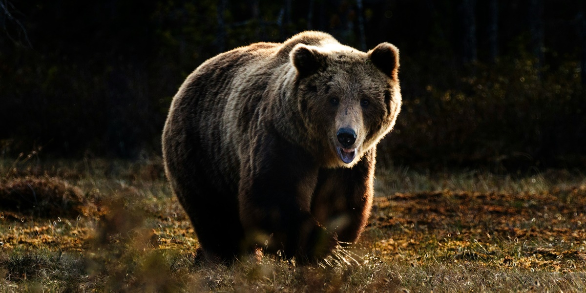 5 Meanings of Dreaming Being Chased by a Bear According to Javanese Primbon, Is it Really a Sign of Danger?