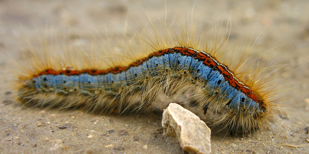 5 Meanings of Dreaming of Caterpillars According to Javanese Primbon, Although Disgusting It Turns Out to Bring Many Good Signs