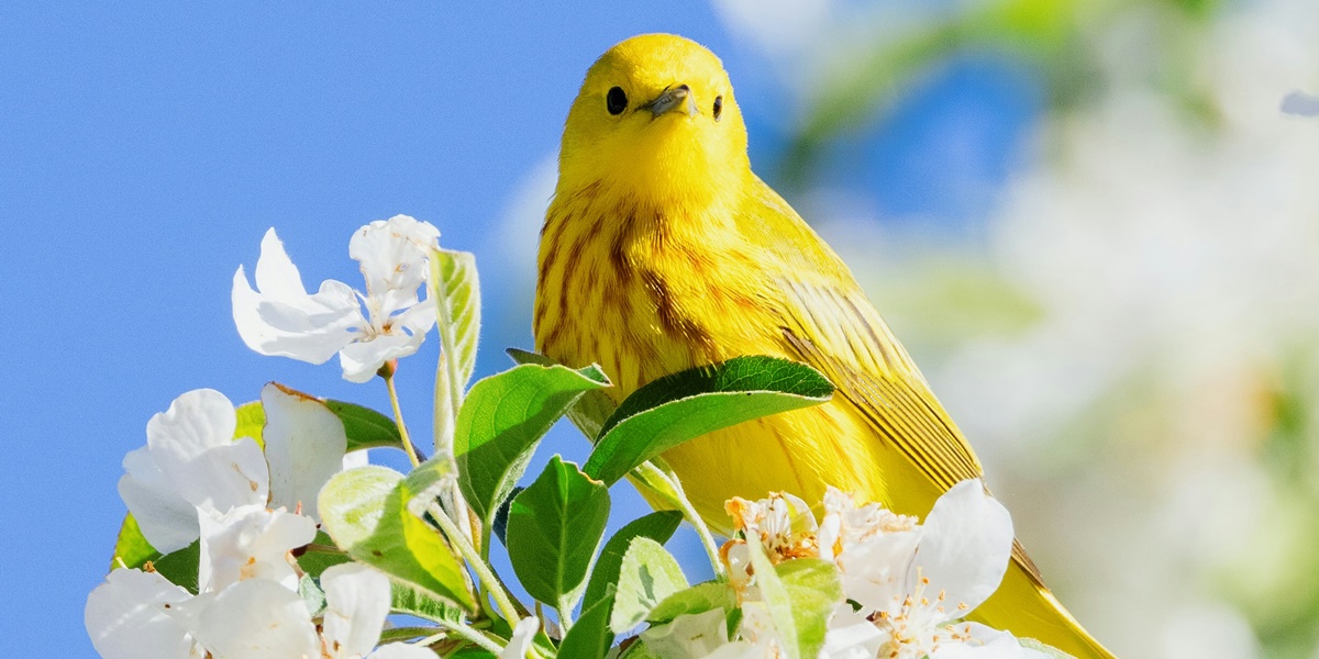 5 Meanings of Dreaming of Catching a Canary Bird According to Javanese Beliefs, Is it Really a Sign of Good Luck?