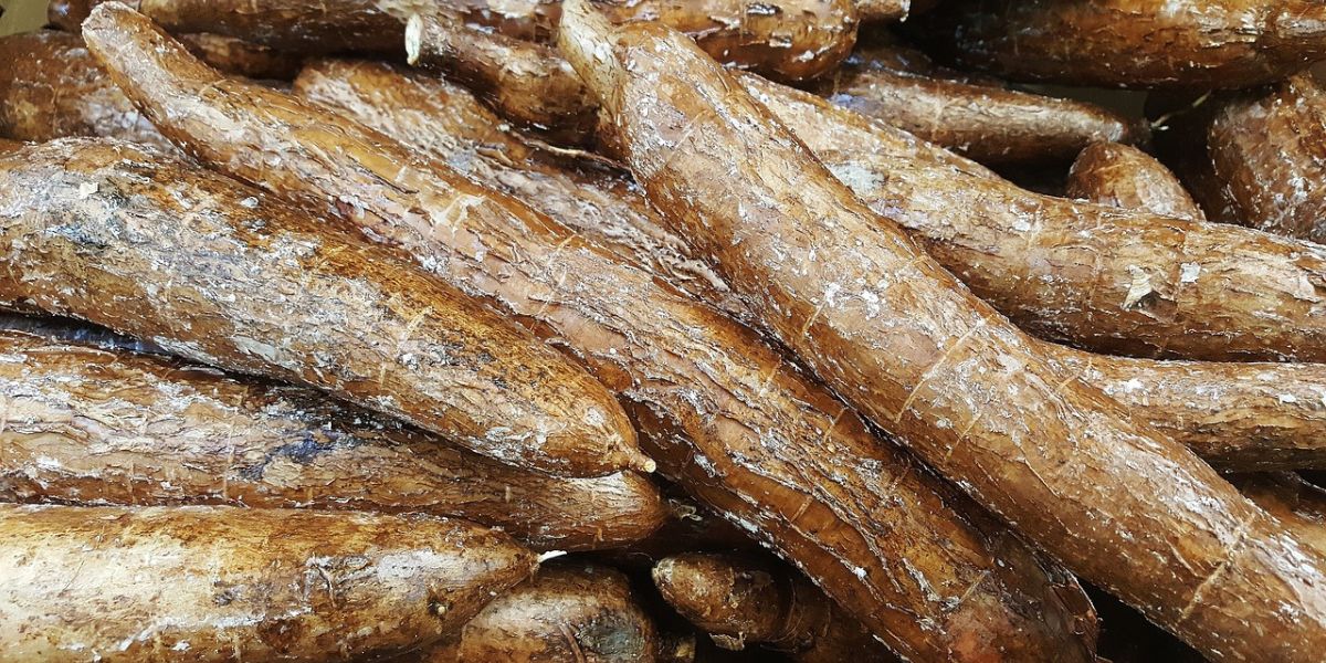 5 Quick and Easy Ways to Boil Cassava Softly in Less than 30 Minutes