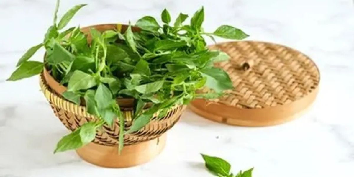 5 Amazing Benefits of Basil Leaves, an Effective Solution for Lowering Uric Acid and Bad Cholesterol!