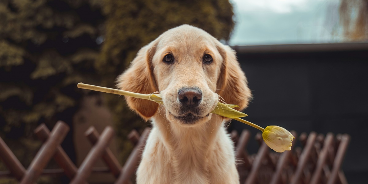 6 Meanings of Dreaming Being Bitten by a Dog According to Javanese Primbon, Can Be a Good or Bad Sign - Depending on the Details