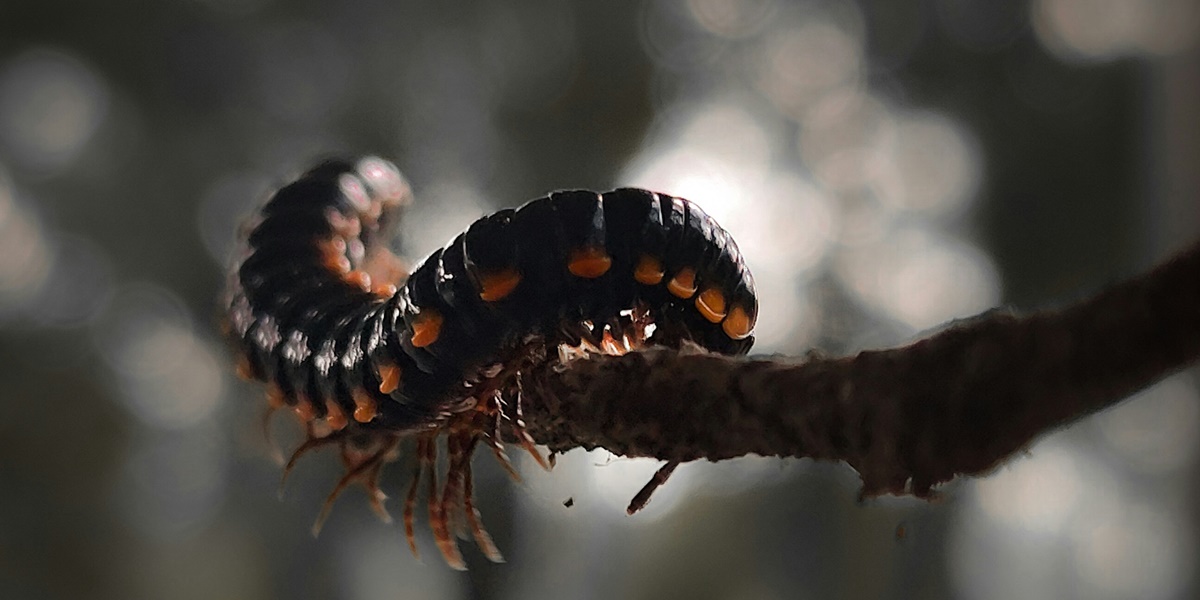 6 Meanings of Killing a Centipede in Javanese Primbon, Having Deep Spiritual Meaning