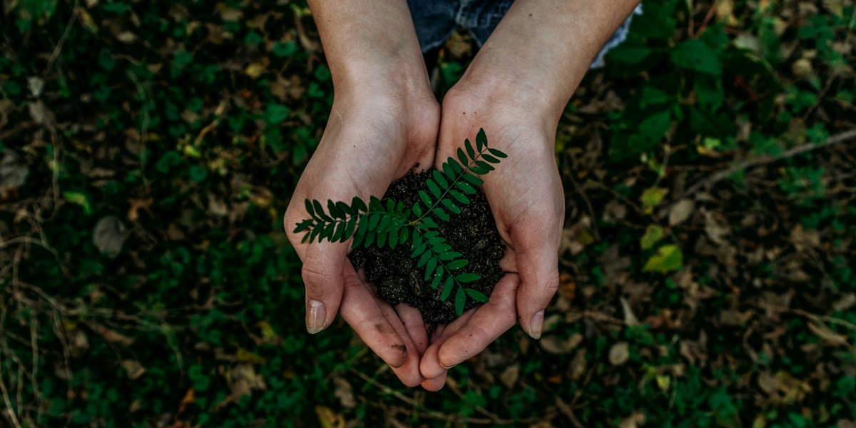 6 Meanings of Dreaming about Planting Trees According to Javanese Primbon, Bring Many Good Signs