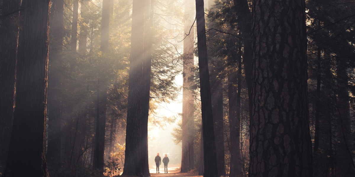 6 Meanings of Dreaming of Getting Lost in the Forest, Having a Deep Meaning About the Direction of Life