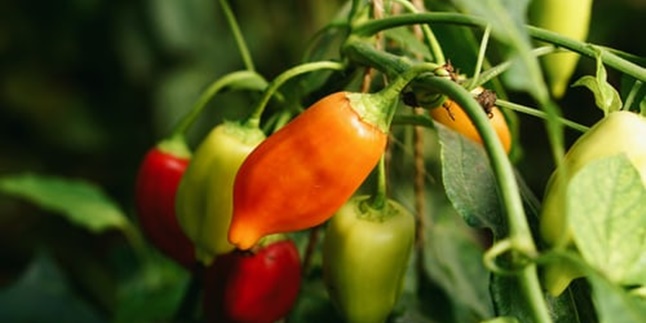 6 Easy Ways to Grow Chilies, Abundant Results to Meet Daily Needs