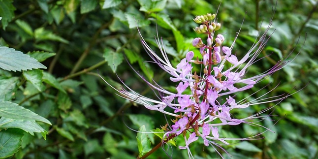 6 Benefits of Cat's Whiskers for Health, Natural Herbal to Overcome Various Diseases