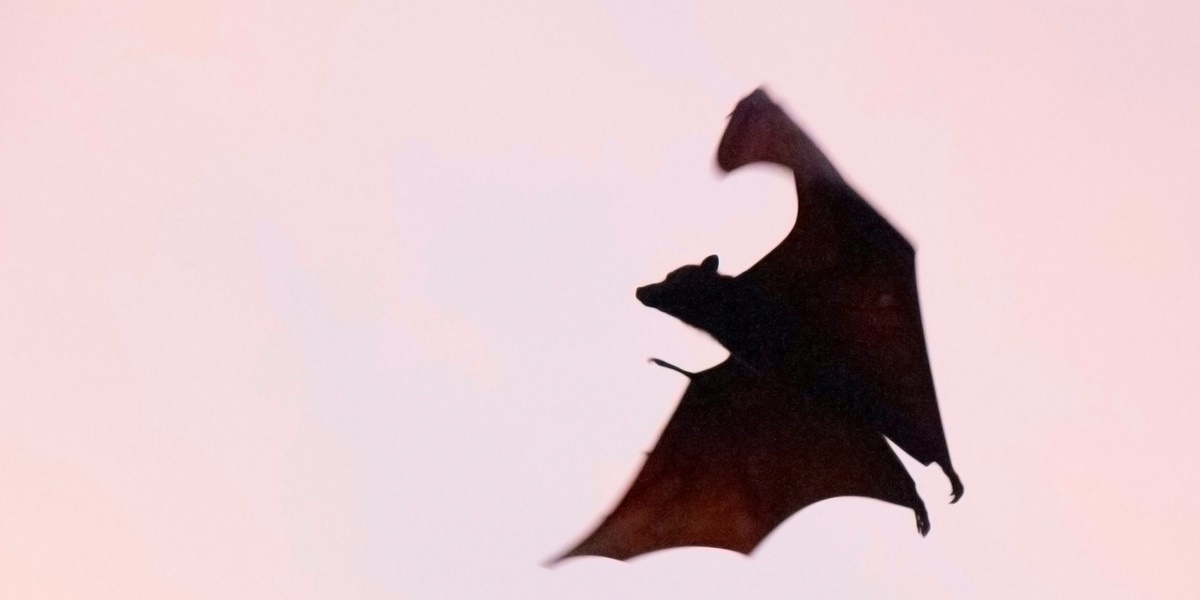 7 Meanings of Being Hit by a Bat According to Javanese Primbon, Turns Out It Can Be a Good Sign