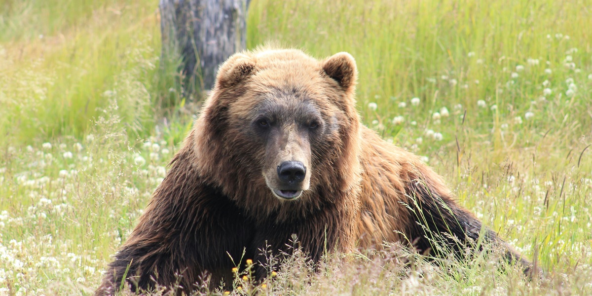 7 Meanings of Dreaming About Bears According to Javanese Primbon, Could Be a Good or Bad Sign