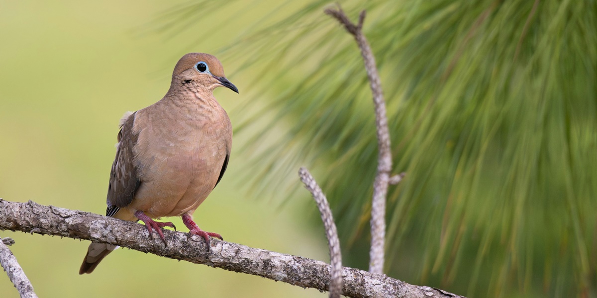 7 Meaning of Dreaming of Getting a Dove, Believed to Bring Many Good Signs
