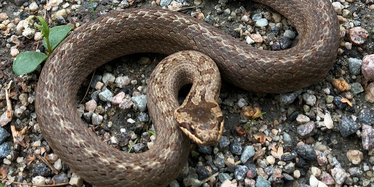 7 Meaning of Dreams Being Bitten by a Snake on the Foot According to Islam, Could Be a Warning from Allah SWT