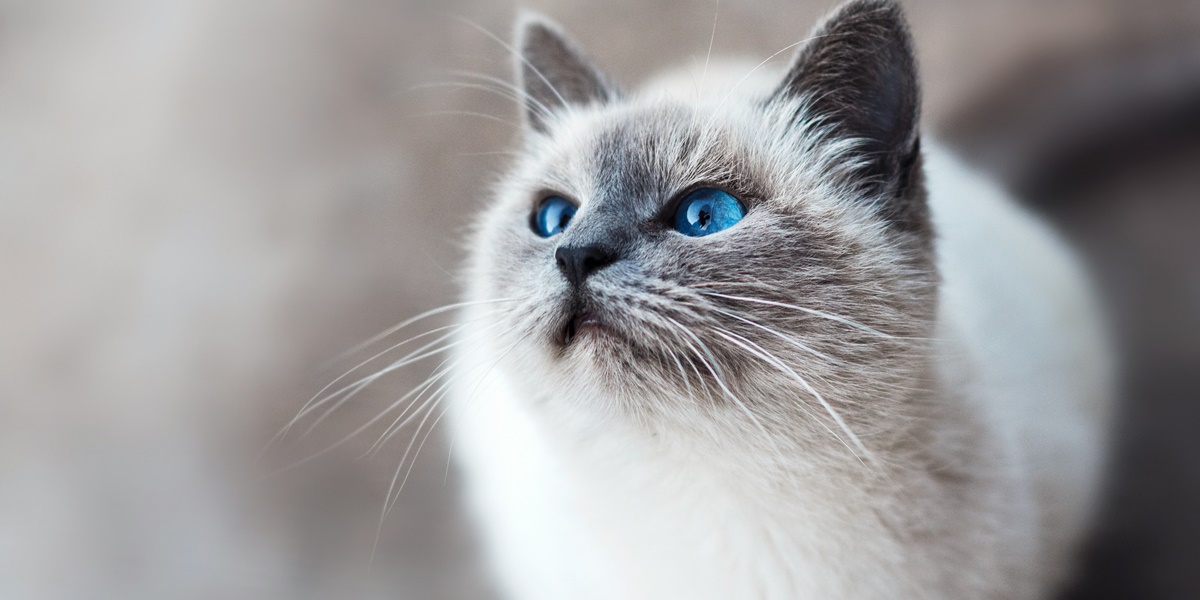 7 Meanings of Dreaming Being Chased by a Cat, Could Be an Important Warning in Life