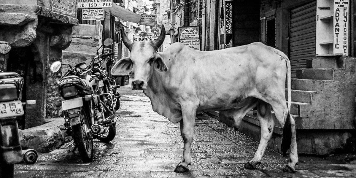 7 Meanings of Dreaming Being Chased by a Cow According to Javanese Primbon, Although Strange It Brings Good Signs