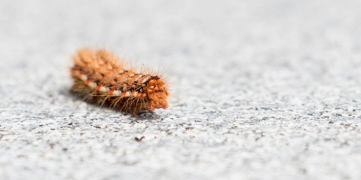 7 Meanings of Dreaming of Seeing a Lot of Small Caterpillars, Though Disgusting It Turns Out to Be a Good Sign