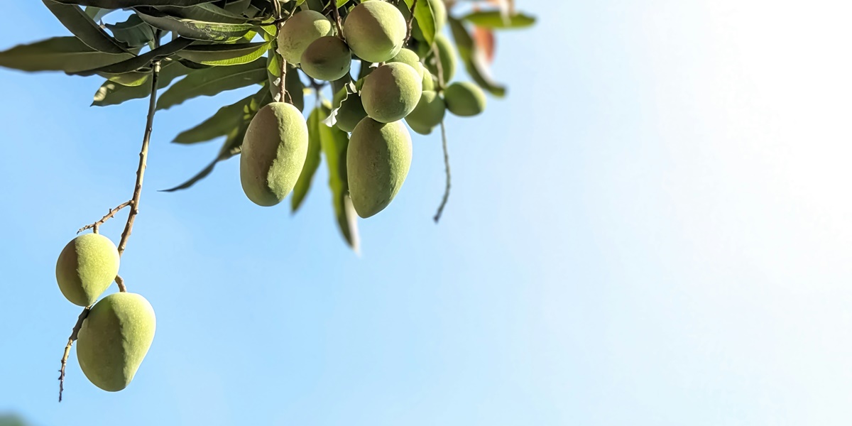 7 Meanings of Dreaming About Picking Mangoes, Believed to Symbolize Abundance and Personal Growth