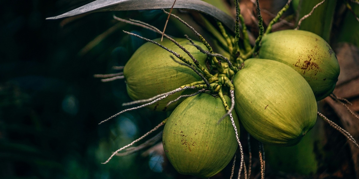 7 Meanings of Dreaming of Poking Coconut According to Javanese Primbon, Bring Some Good Signs