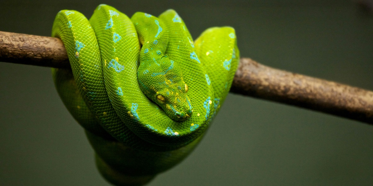 7 Meanings of Dreaming About a Green Snake, Although Often Scary It Can Actually Be a Good Sign