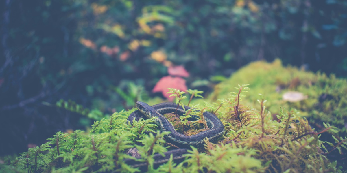 7 Meanings of Dreaming of Black Snakes According to Javanese Primbon, Can Be a Sign of Good and Bad