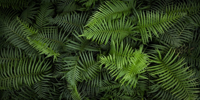 7 Characteristics of Ferns, Also Learn Their Structure and Classification