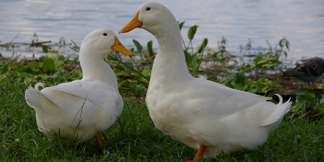 7 Most Superior Types of Slaughter Ducks, Suitable for Cultivation