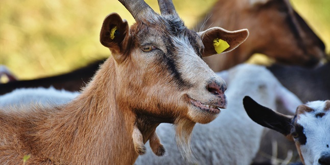 7 Superior Goat Breeds Suitable for Pets - Sacrificial Animals