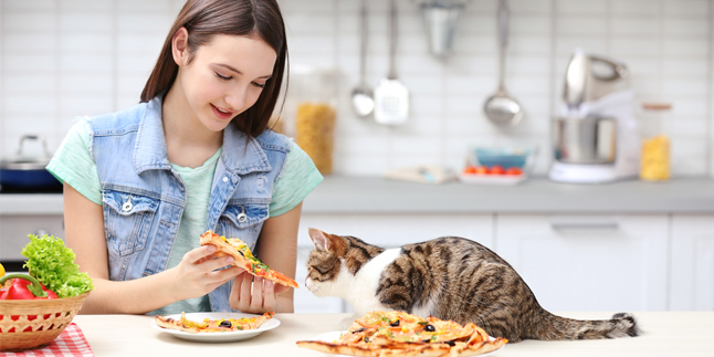 7 Favorite Foods that Your Cat Might Like