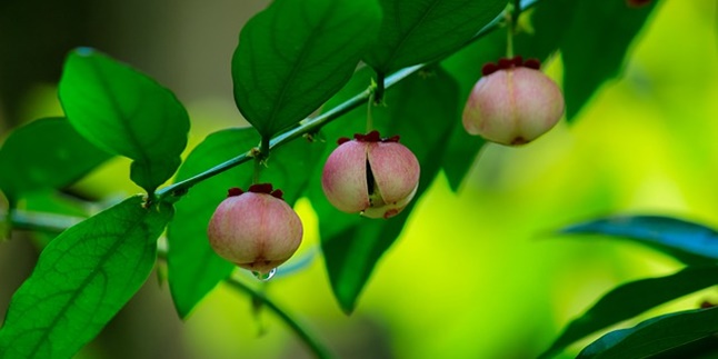 13 Benefits of Katuk Leaves for Health, Not Just for Smooth Breastfeeding