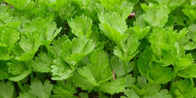 7 Benefits of Celery Leaves for Health, Can Lower Blood Sugar