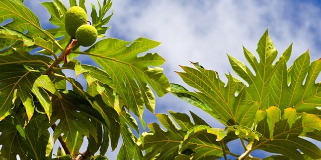 7 Benefits of Breadfruit Leaves for Health, Can Prevent Cholesterol - Healthy Heart