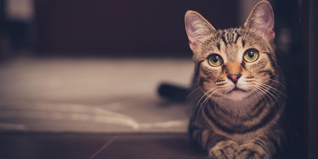 7 Benefits of Keeping Cats, Can Reduce Stress and Prevent Heart Disease