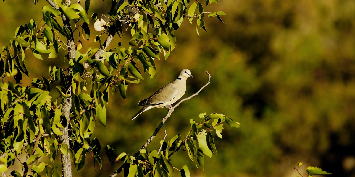 7 Perkutut Birds of Fortune According to Javanese Primbon, Recognize Their Physical Characteristics