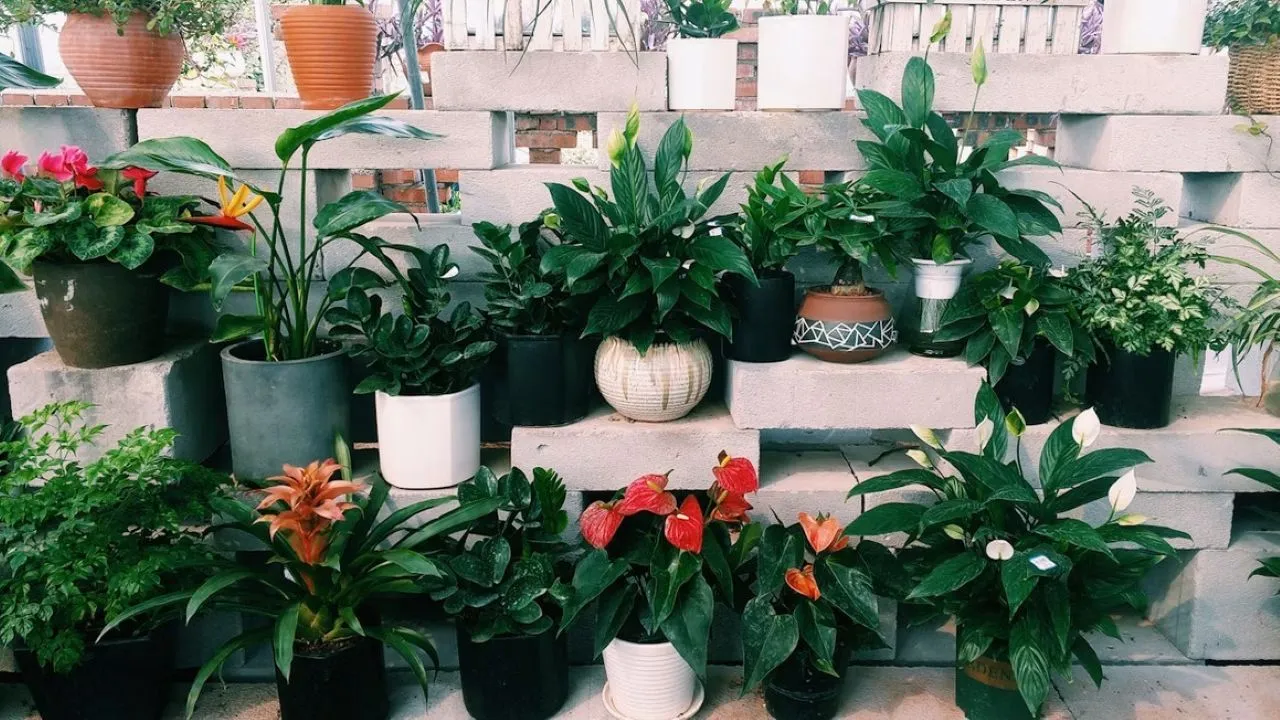 7 Plants That Don't Require Much Care, Suitable for Beginners